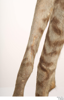 Striped Hyena Hyaena hyaena leg 0048.jpg